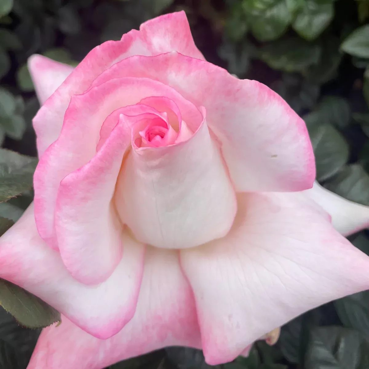 Secret Rose