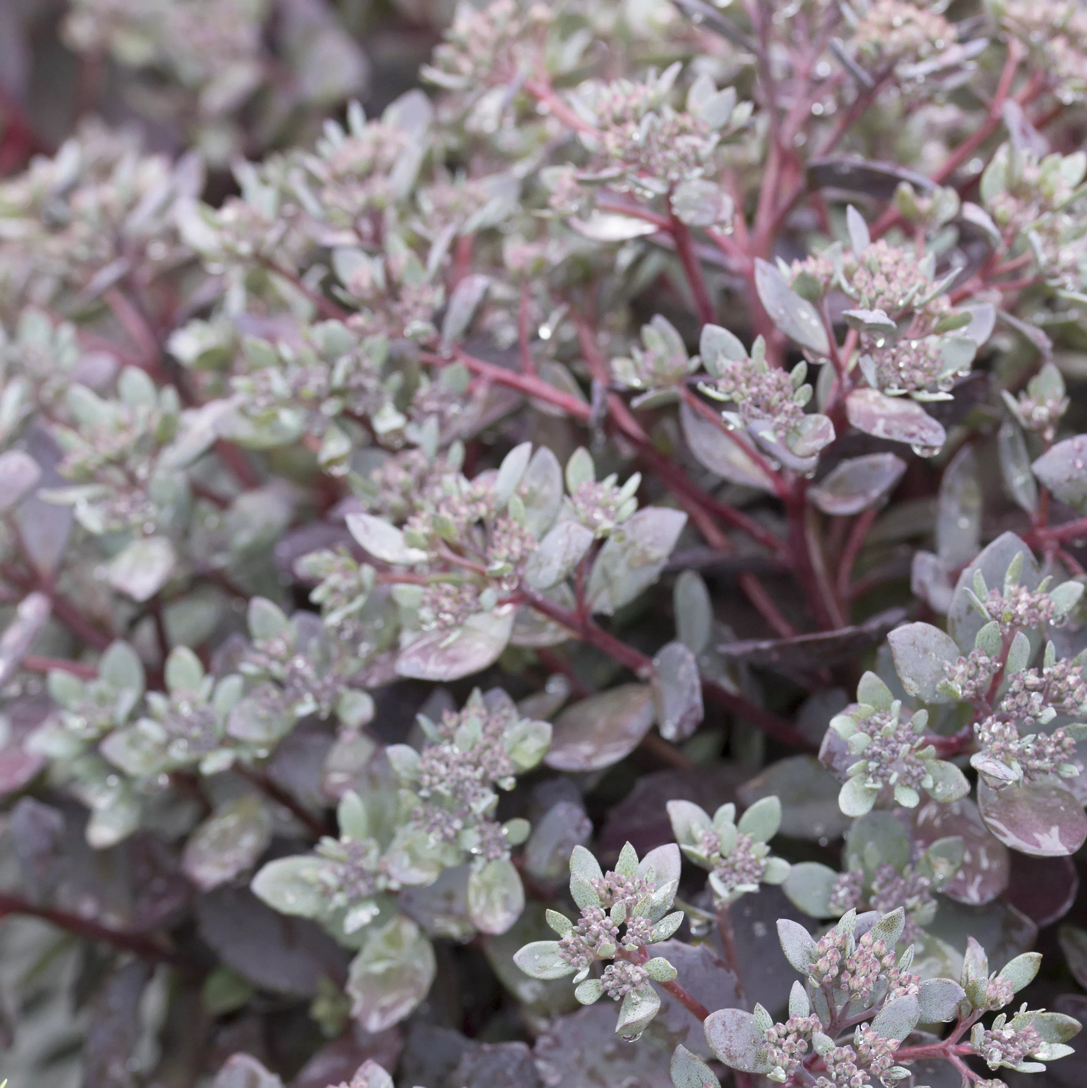 Sedum 'Dazzleberry'- SunSparkler Dazzleberry Sedum