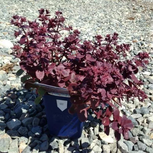 Sedum 'Firecracker'- SunSparkler Firecracker Sedum