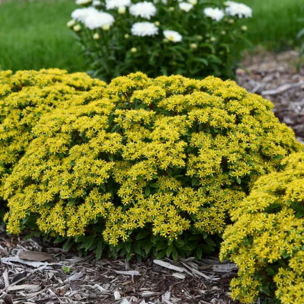 Sedum Hybrid Rock 'N Round 'Bright Idea'