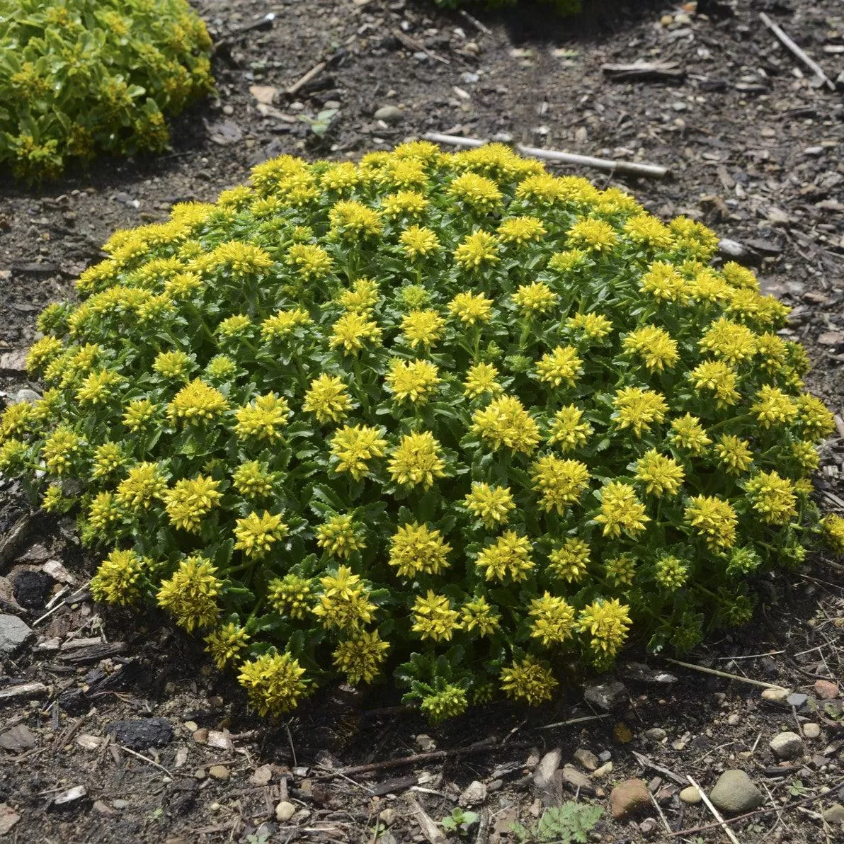 Sedum kamtschaticum 'Little Miss Sunshine'- Little Miss Sunshine Stonecrop