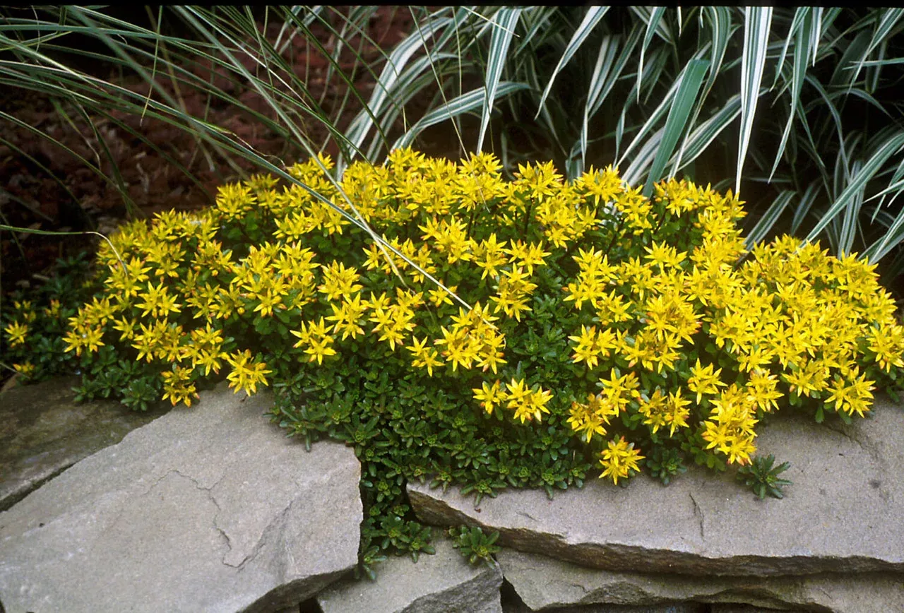 Sedum Kamtschaticum