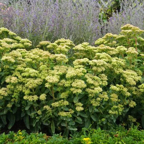 Sedum 'Lemonjade’- Rock 'N Grow Lemonjade Stonecrop