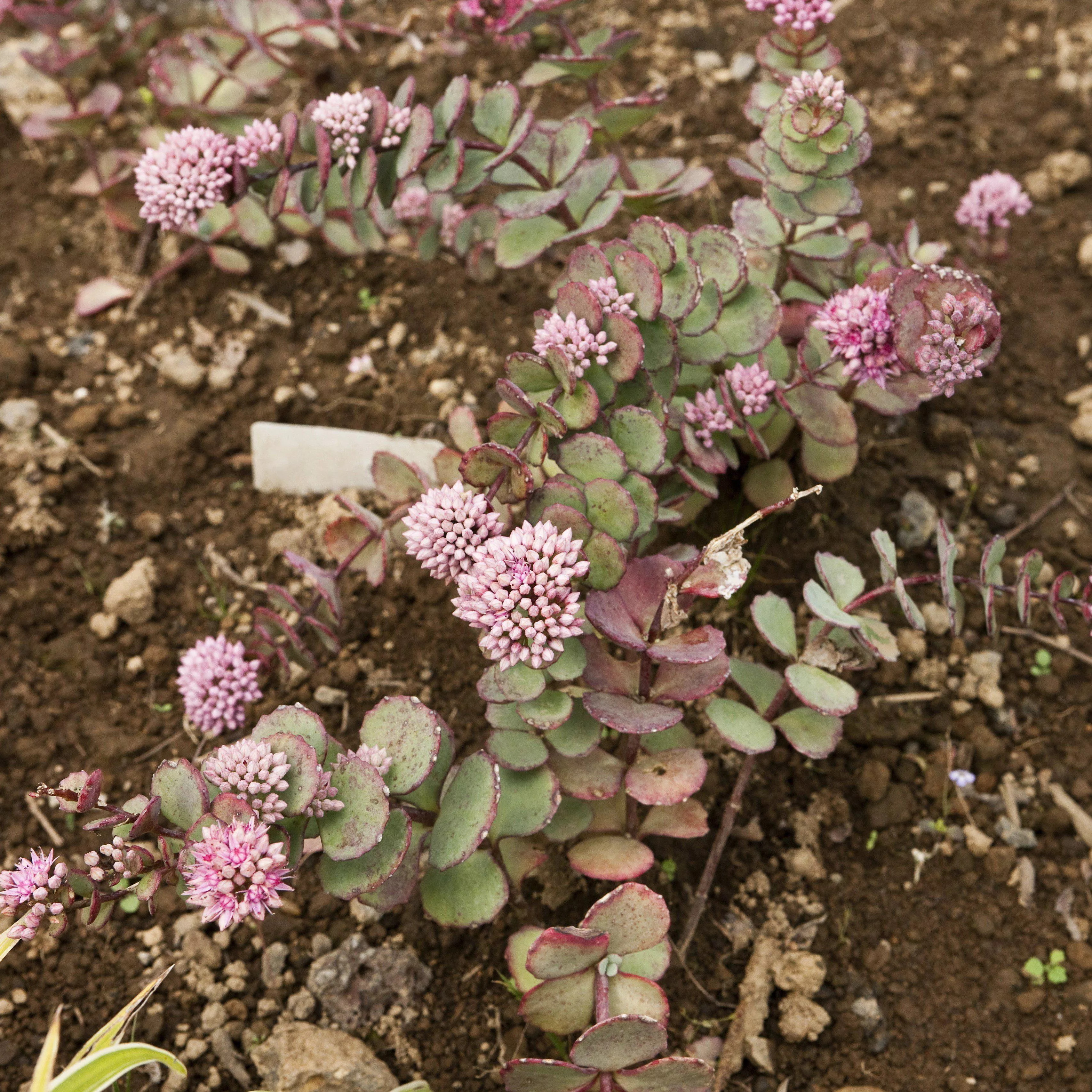 Sedum 'Lime Zinger'- SunSparkler Lime Zinger Sedum