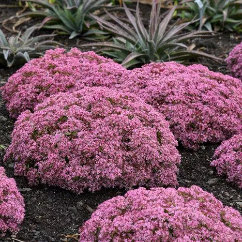 Sedum 'Pride And Joy'- Rock 'N Grow Pride And Joy Stonecrop
