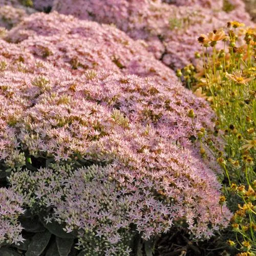 Sedum ‘Pure Joy’- Rock 'N Round™ Pure Joy Stonecrop