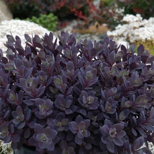 Sedum rupestre 'Pldaz2018'- Sedum Sunsparkler Plum Dazzled