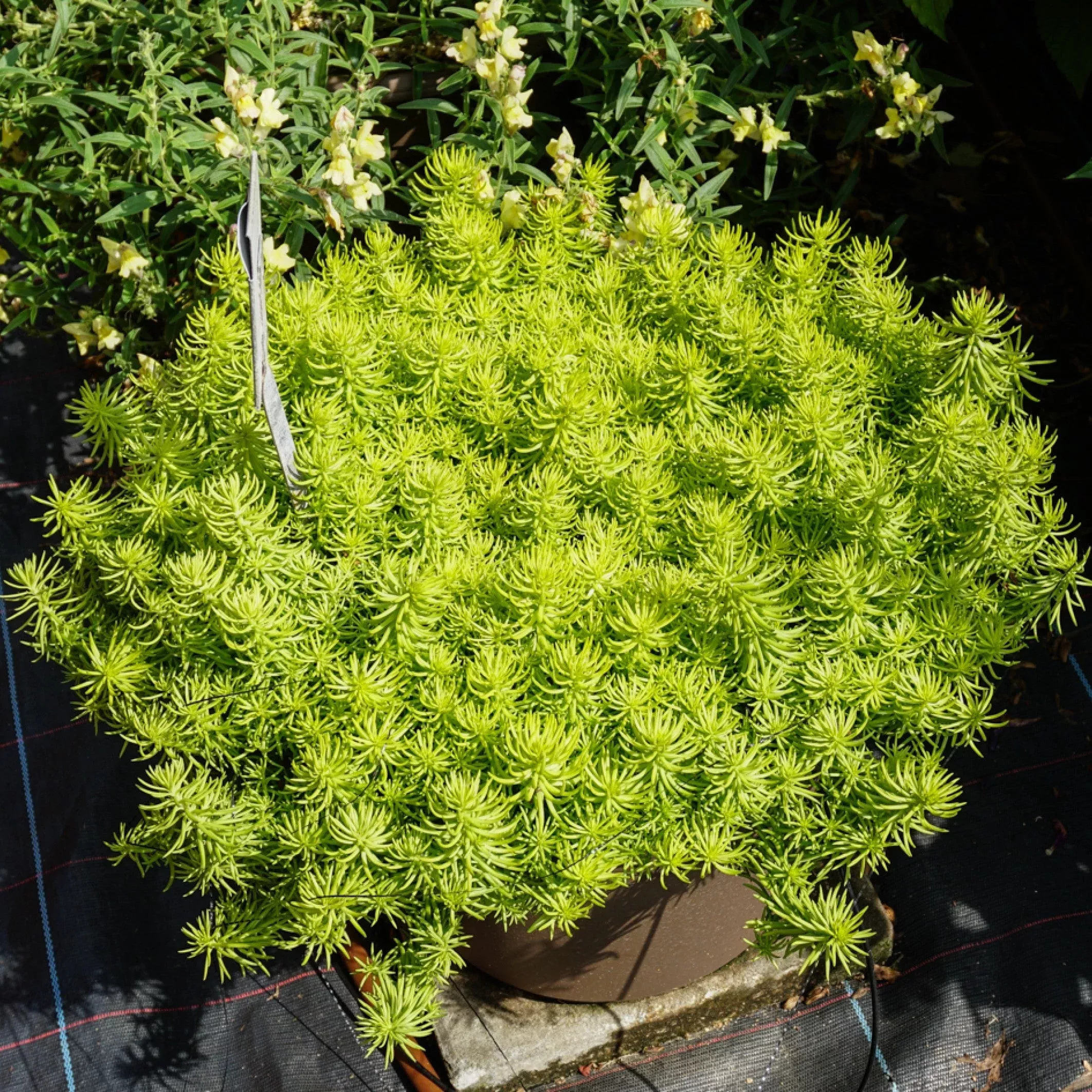 Sedum rupestre 'Prima Angelina'- Prima Angelina Stonecrop