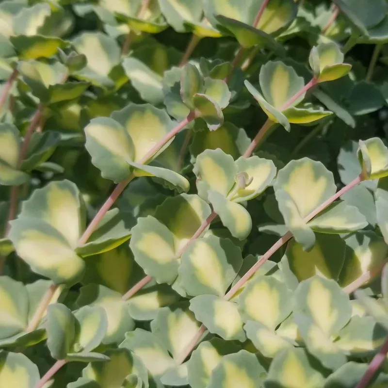 Sedum Sieboldii Mediovariegatum Plant Plug (Sedum sieboldii 'Mediovariegatum') – Variegated Round Leaves with Pink Edges for Rock Gardens.