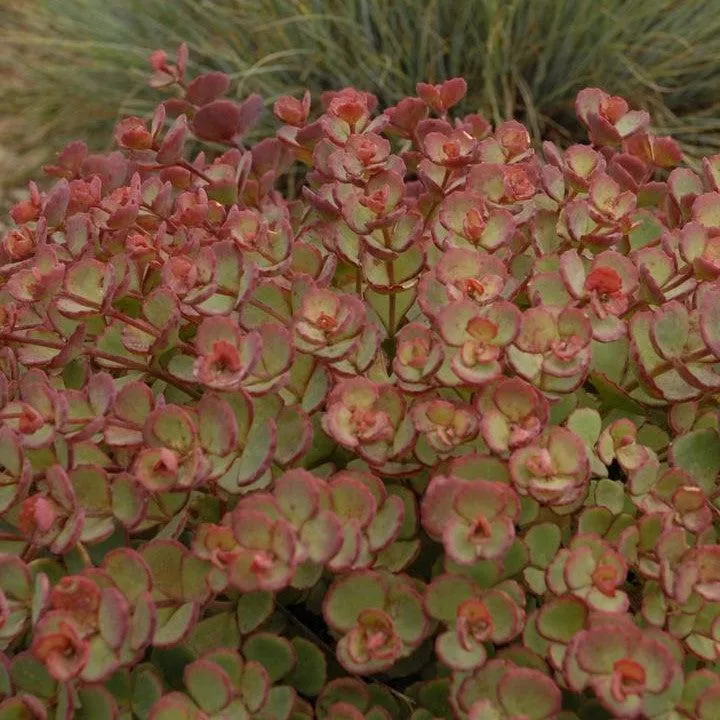 Sedum sieboldii- October Daphne Stonecrop