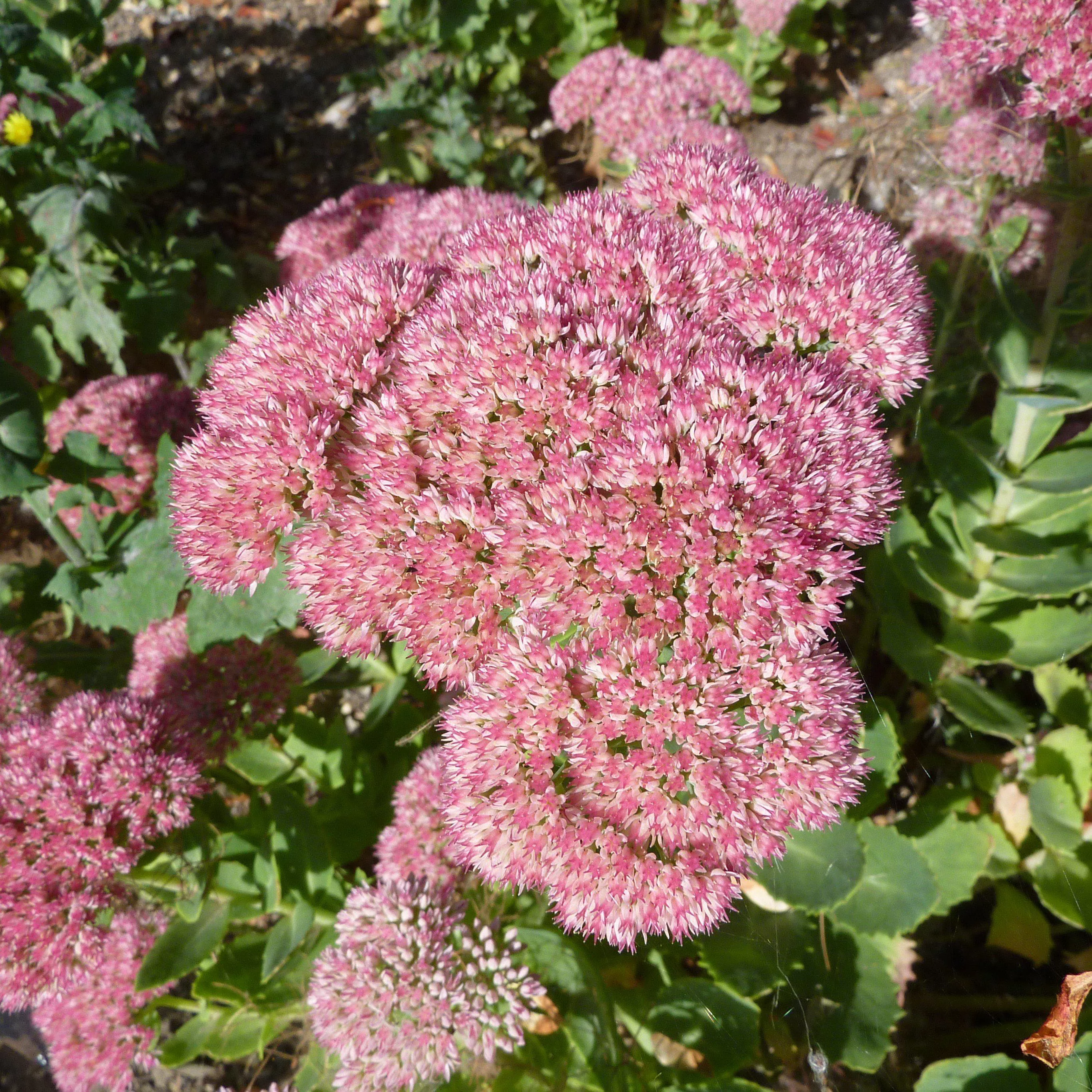 Sedum spectabile 'Autumn Joy'- Autumn Joy Stonecrop