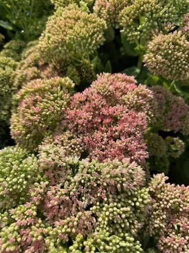 Sedum spectabile 'Autumn Joy' / Stonecrop