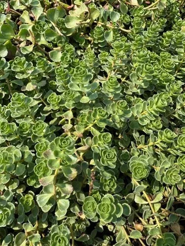 Sedum spurium 'John Creech' / Stonecrop