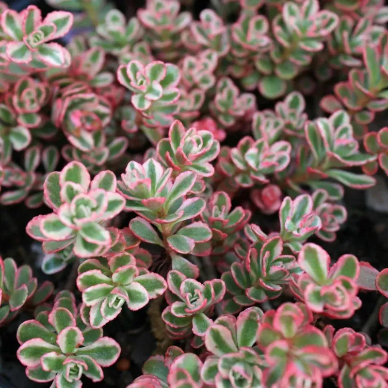 Sedum Spurium Tricolor Plant Plug (Sedum spurium 'Tricolor') – Variegated Pink, White, and Green Foliage for Rock Gardens.