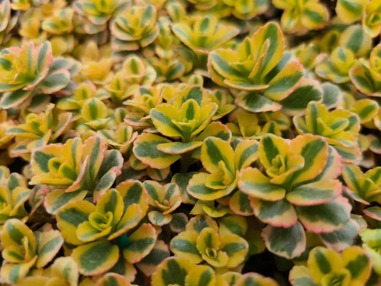 Sedum spurium 'What a Doozie'