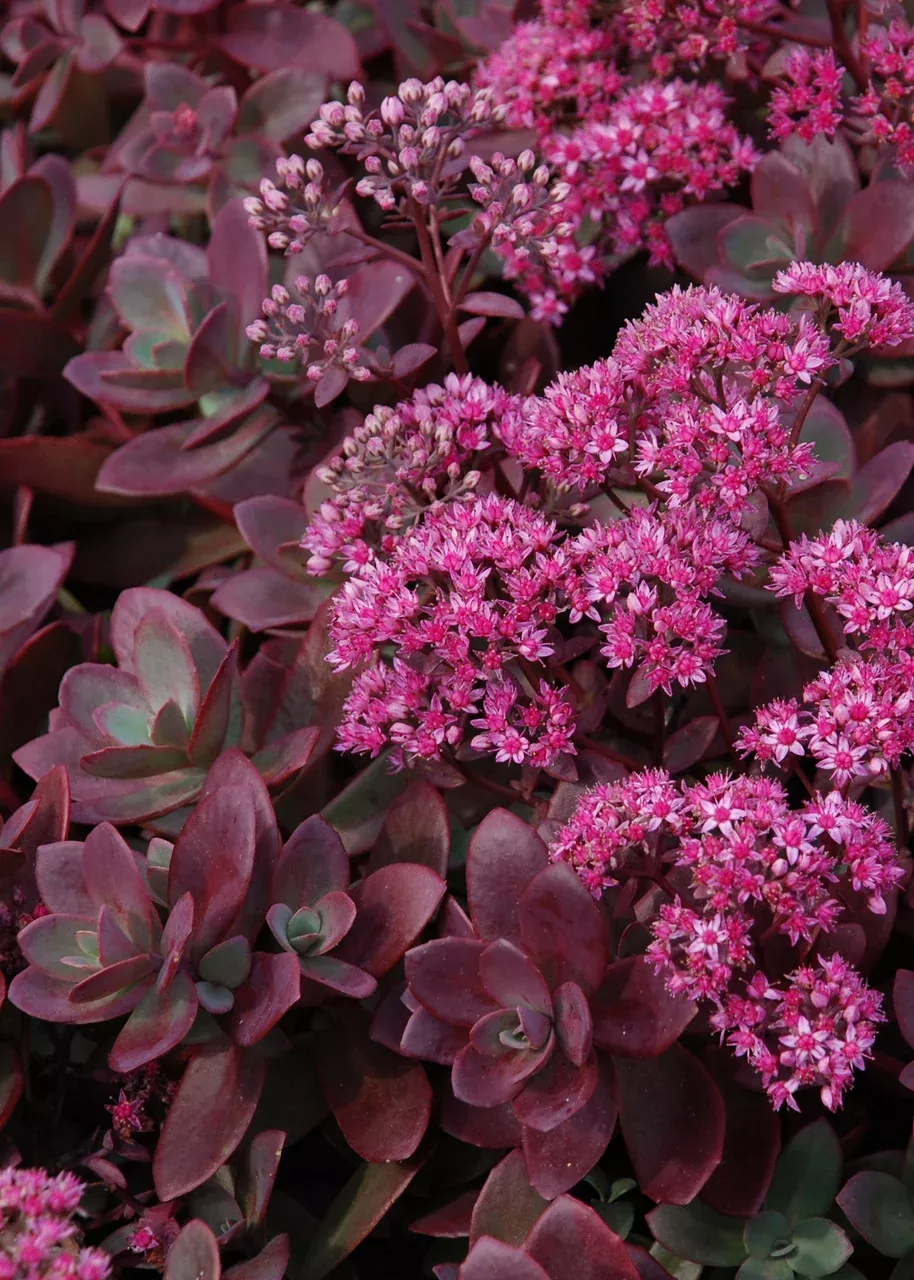 Sedum SunSparkler Series 'Firecracker'