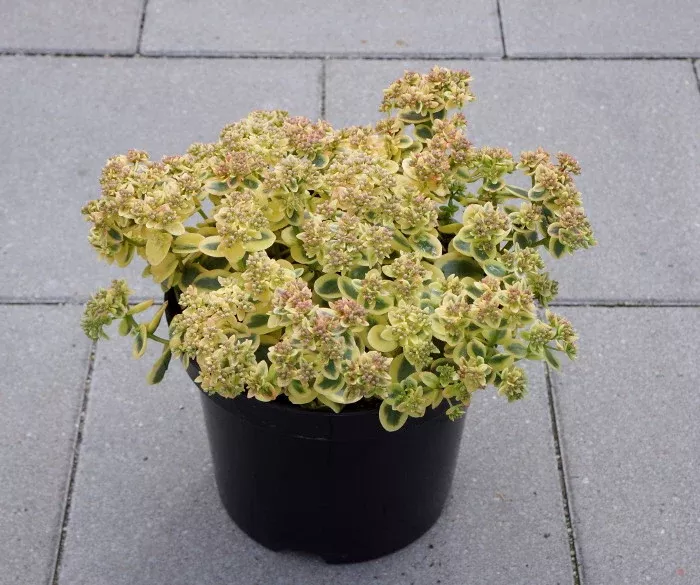 Sedum SunSparkler Series 'Lime Twister'