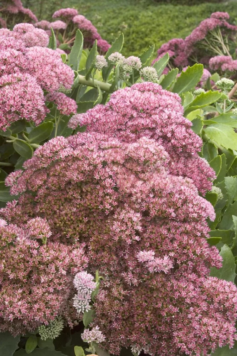 Sedum Vars