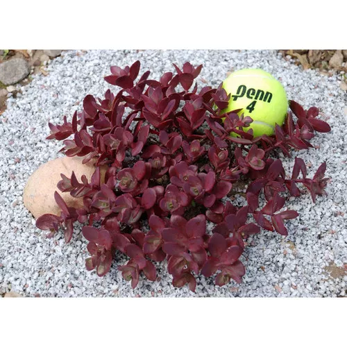 Sedum x 'Cherry Tart' / Stonecrop