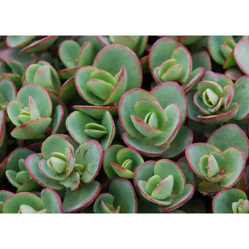 Sedum x 'Lime Zinger' / Stonecrop