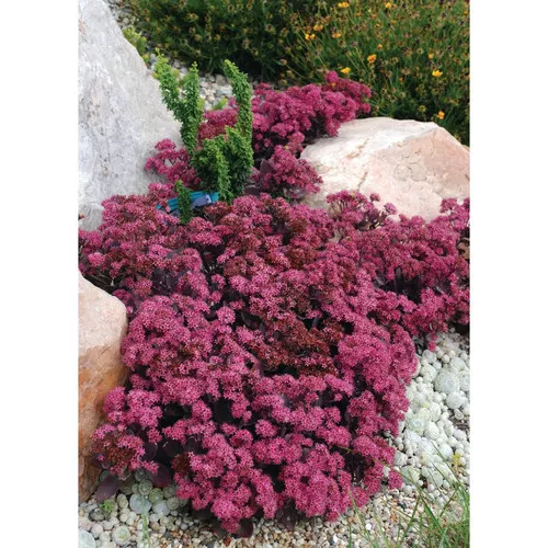 Sedum x 'Plum Dazzled' / Stonecrop