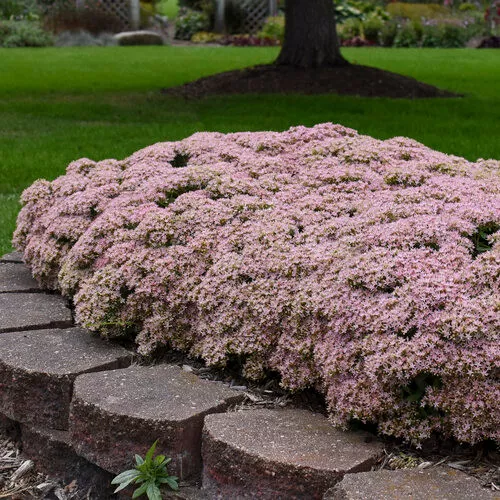 Sedum x 'Rock N Round Pure Joy' / Stonecrop