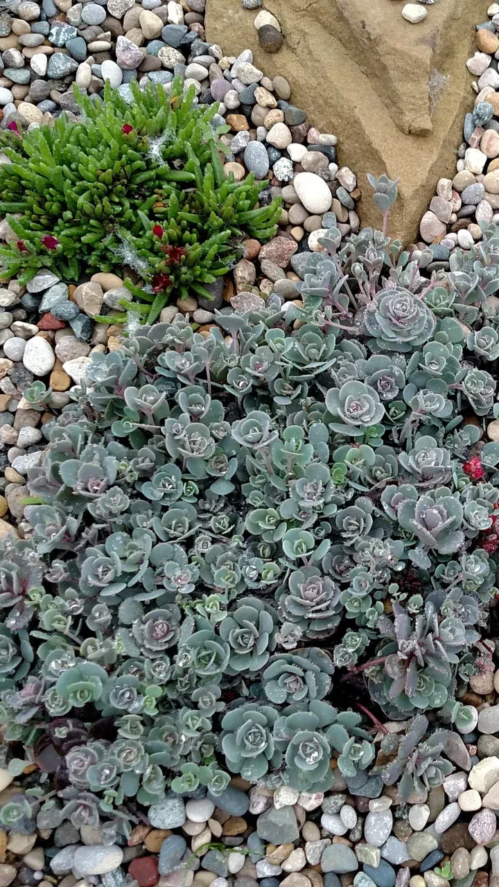 Sedum x sedoro SunSparkler 'Blue Elf'