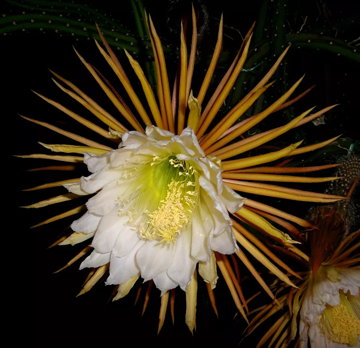 Selenicereus grandiflorus Seeds - Queen of the Night