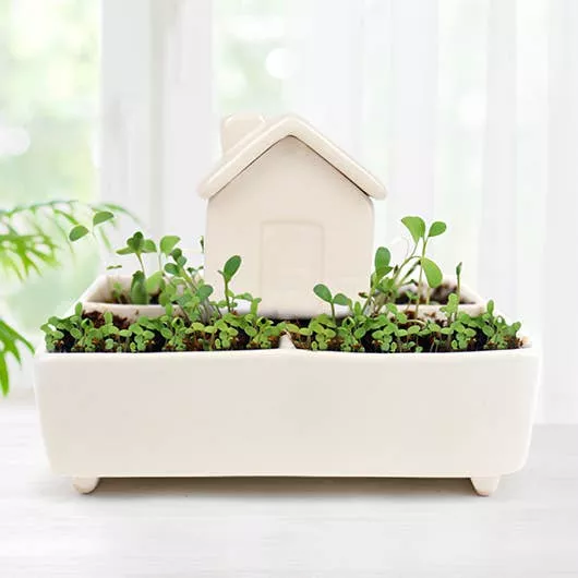 Self Watering House Herb Garden