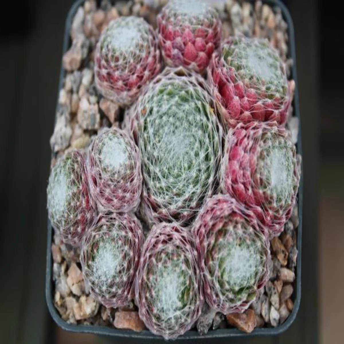 Sempervivum arachnoideumCobweb Houseleek