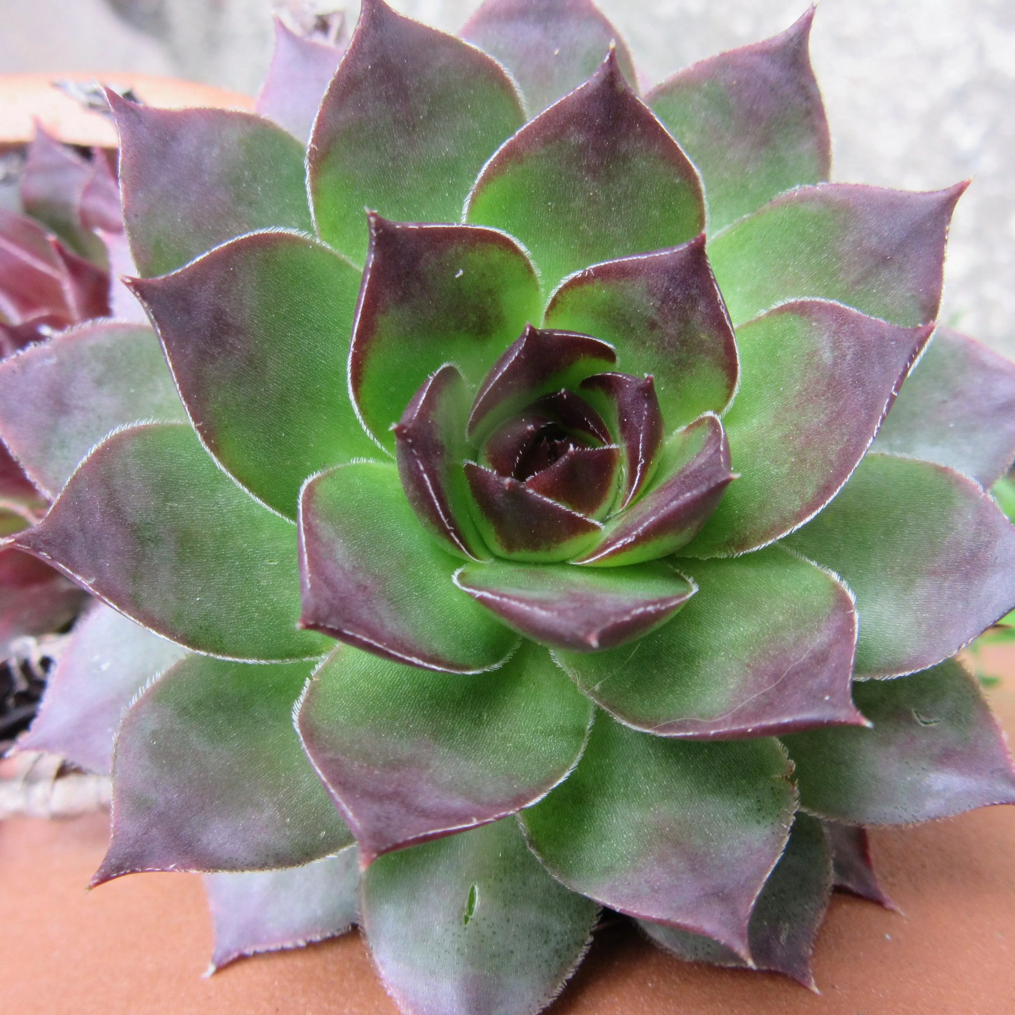Sempervivum 'Black'- Black Echeveria, Hens and Chicks