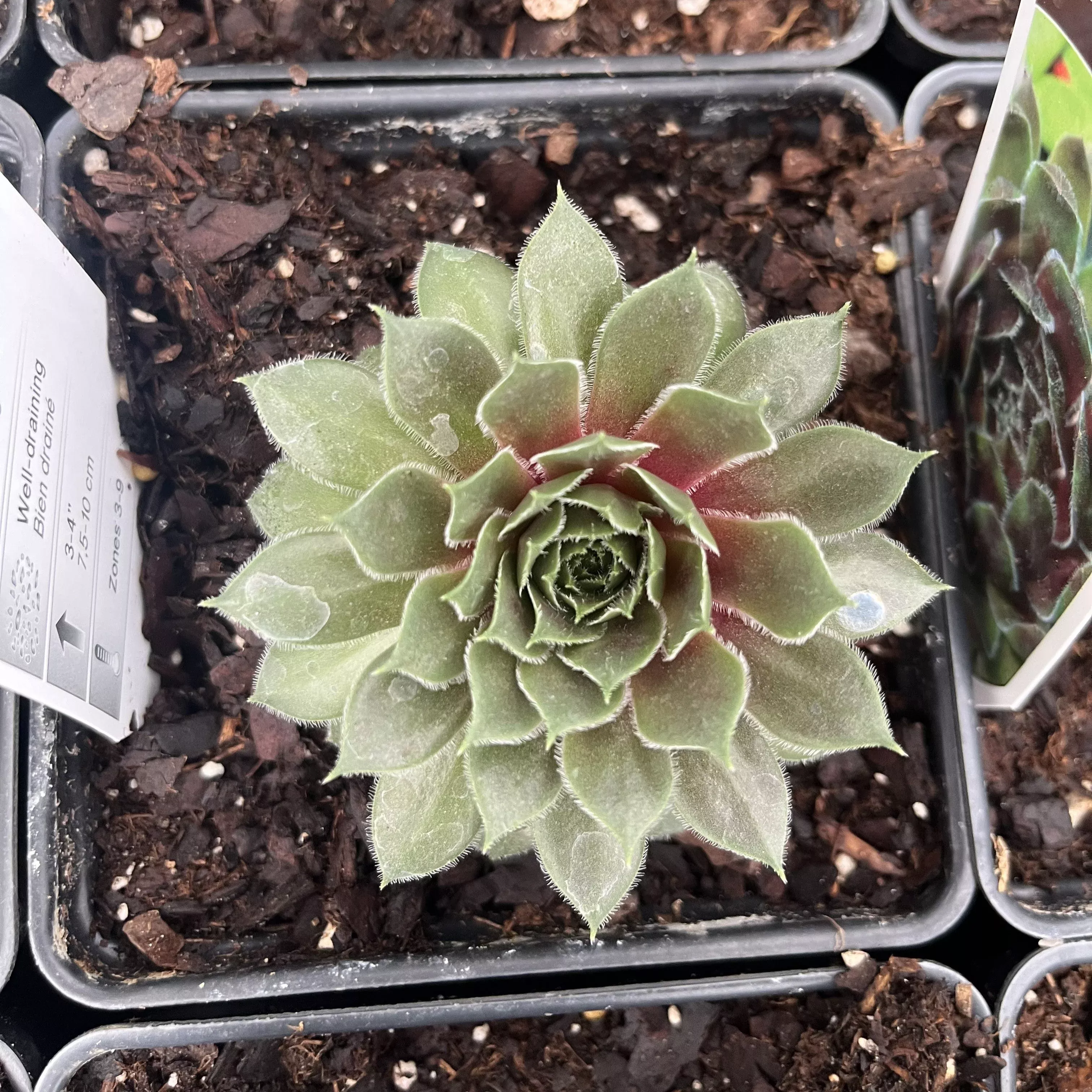 Sempervivum 'Ruby Heart'- Ruby Heart Hens and Chicks
