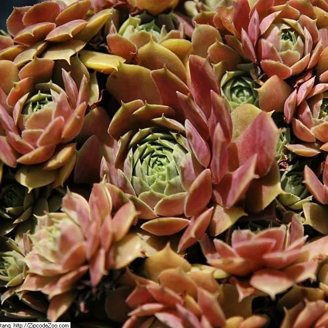 Sempervivum 'Silverine'- Silverine Hens and Chicks