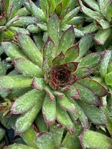 Sempervivum x 'Black' / Hens And Chicks