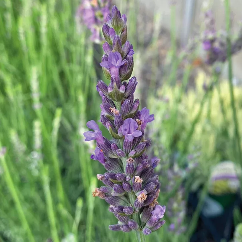 Sensational Lavender Plant Plug (Lavandula x intermedia 'Sensational') – Silver Foliage and Fragrant Blooms for Gardens.