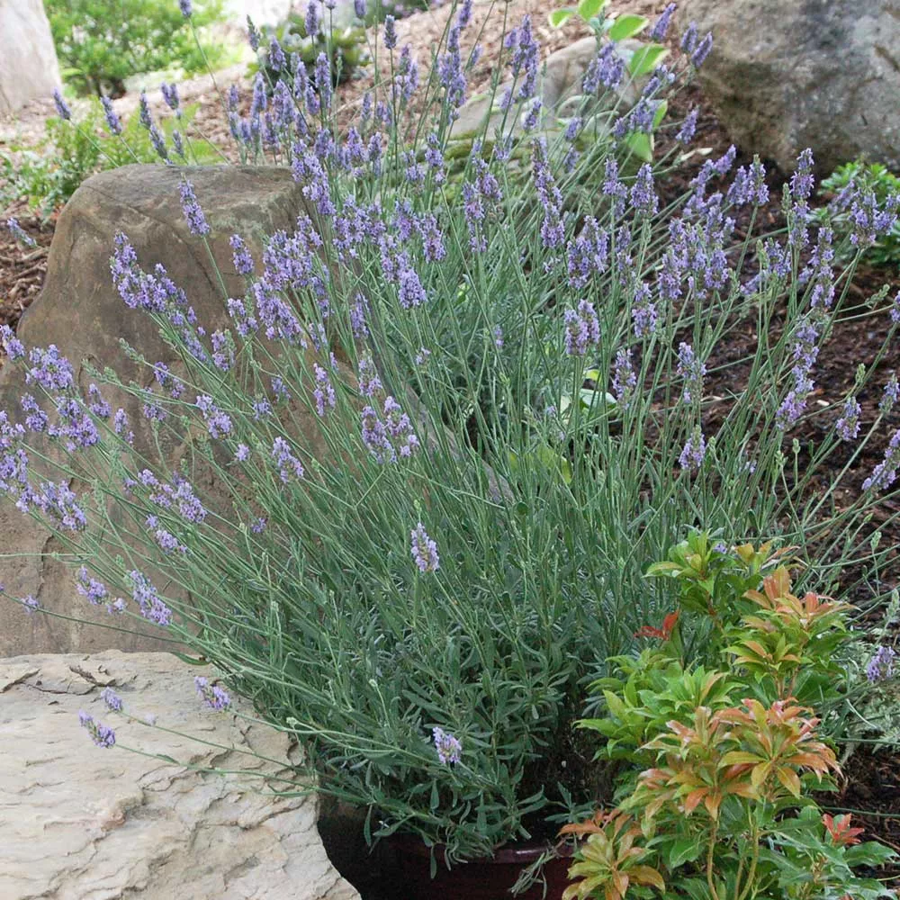 Sensational! Lavender