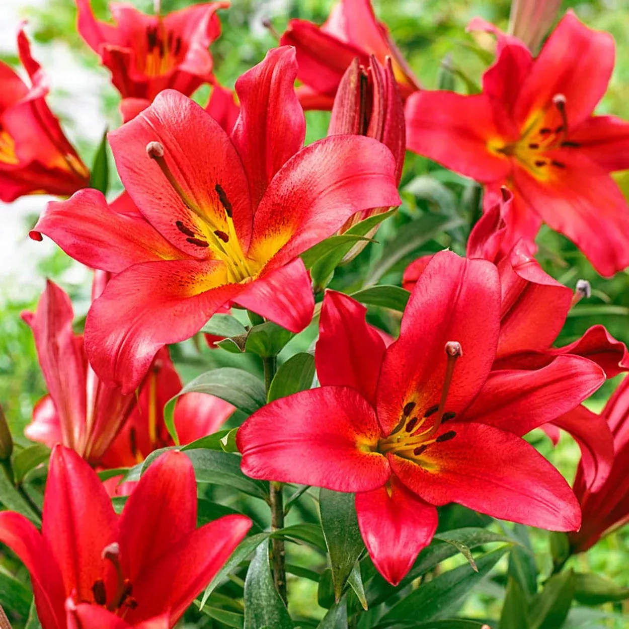 Sensi Lily Tree