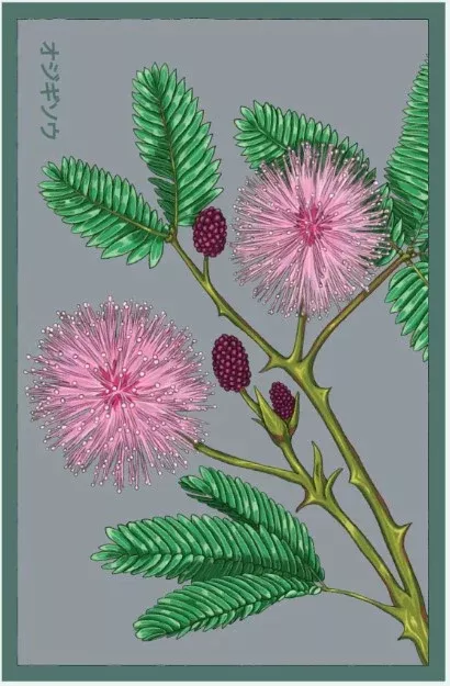 Sensitive Plant Flower Seeds Packet