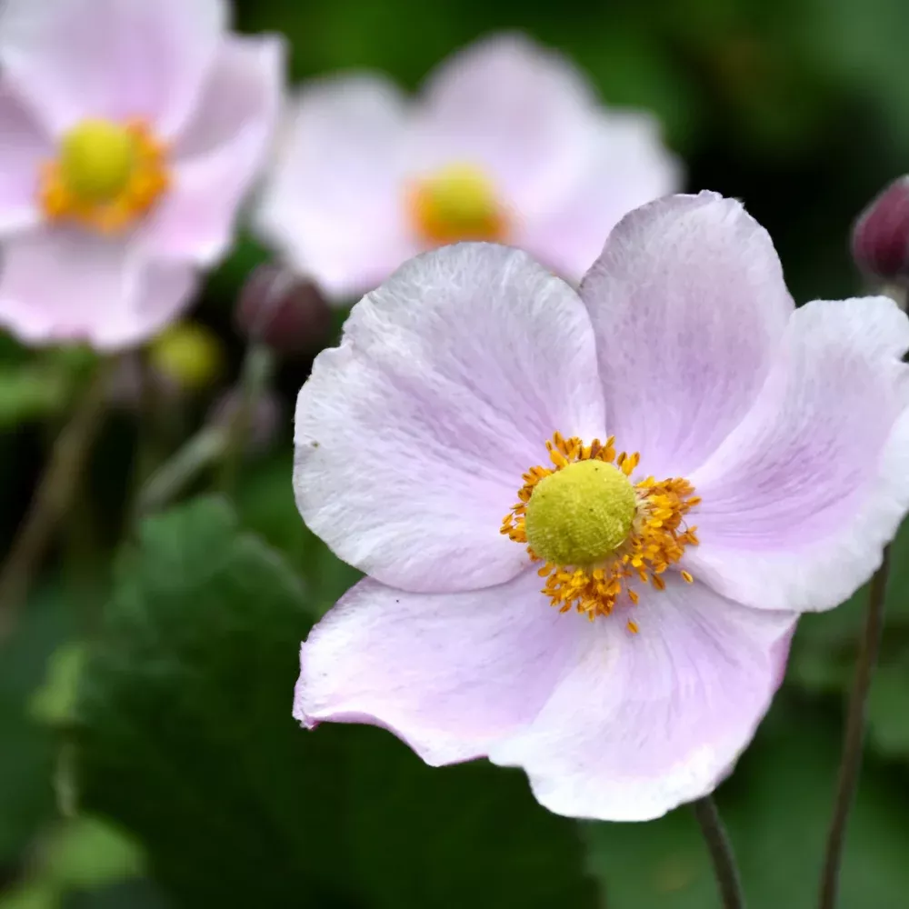 September Charm Anemone