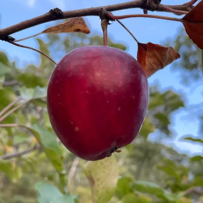 September Ruby Apple Tree