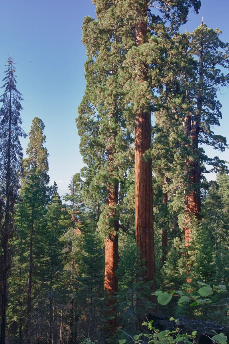 Sequoiadendron giganteum Seeds - Giant Sequoia