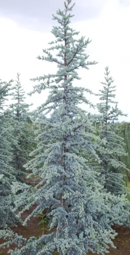 Serpentine Blue Atlas Cedar
