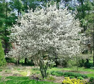 Serviceberry native #1
