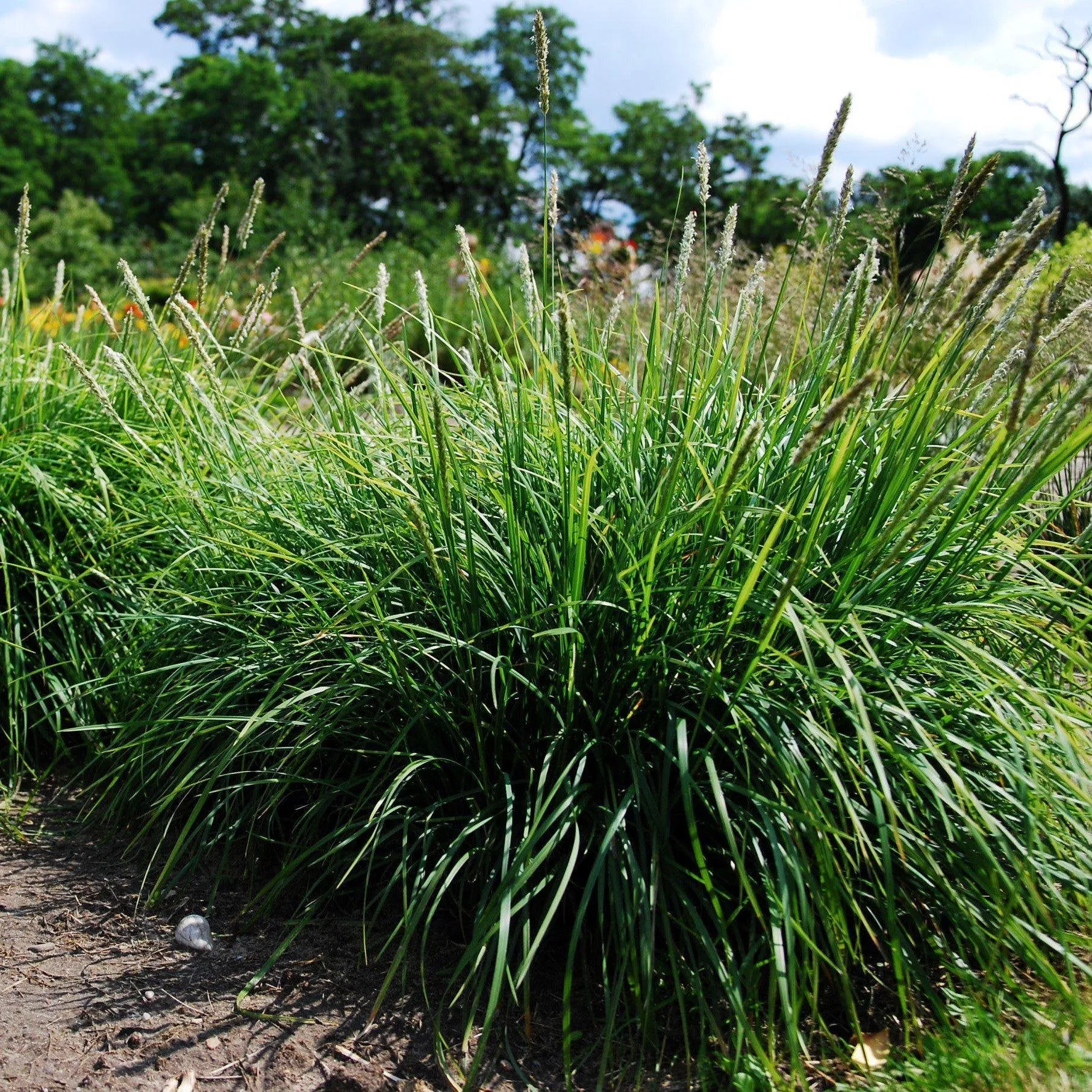Sesleria autumnalis- Autumn Moor Grass