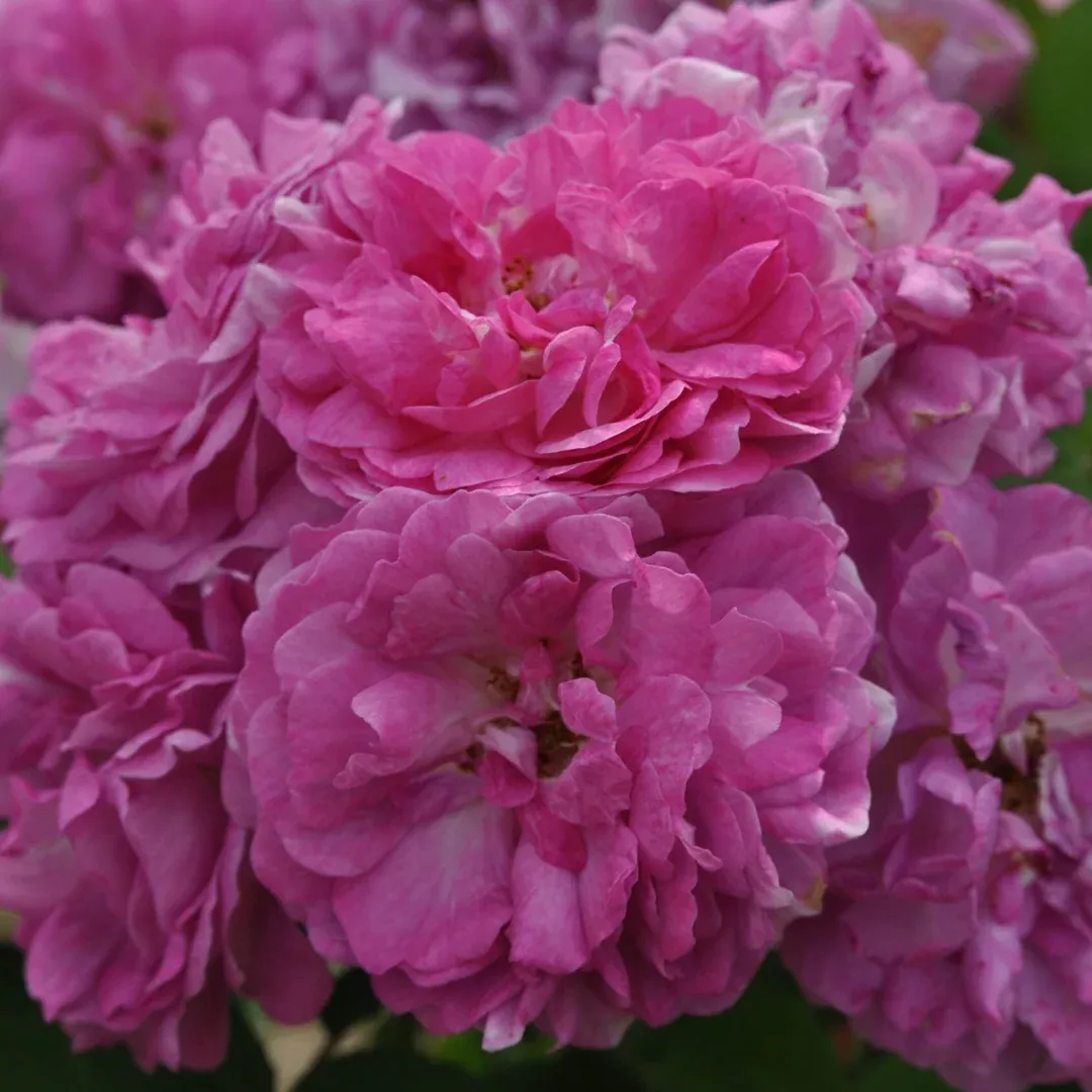 Seven Sisters Rose