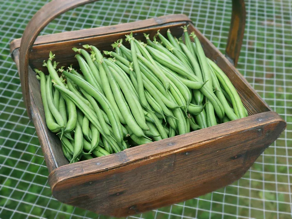 Seychelles Organic Pole Bean Seeds