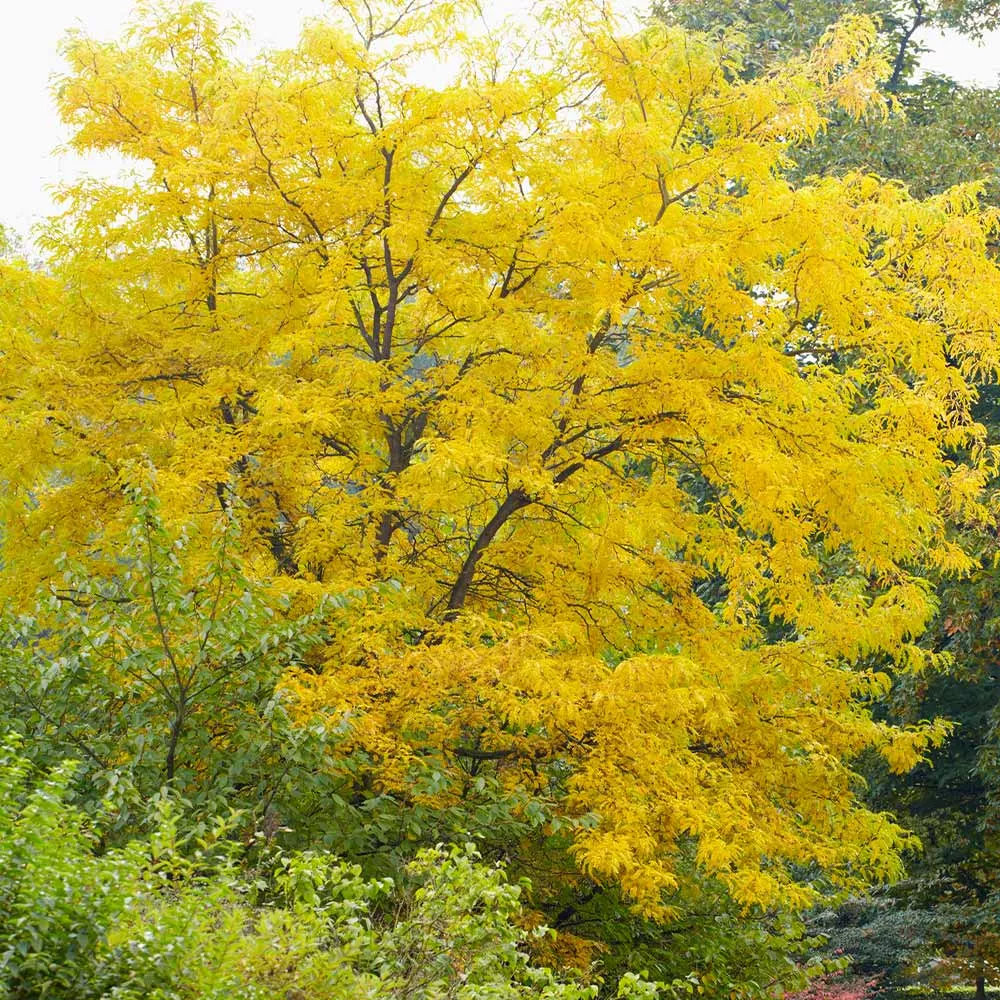 Shademaster Honeylocust Tree