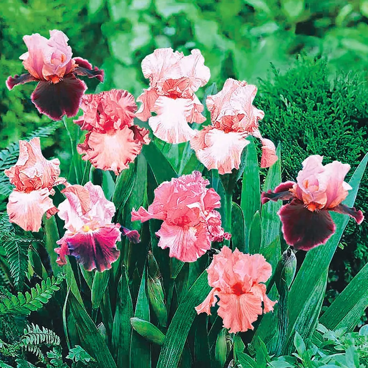 Shades of Pink Bearded Iris Mixture Super Sak