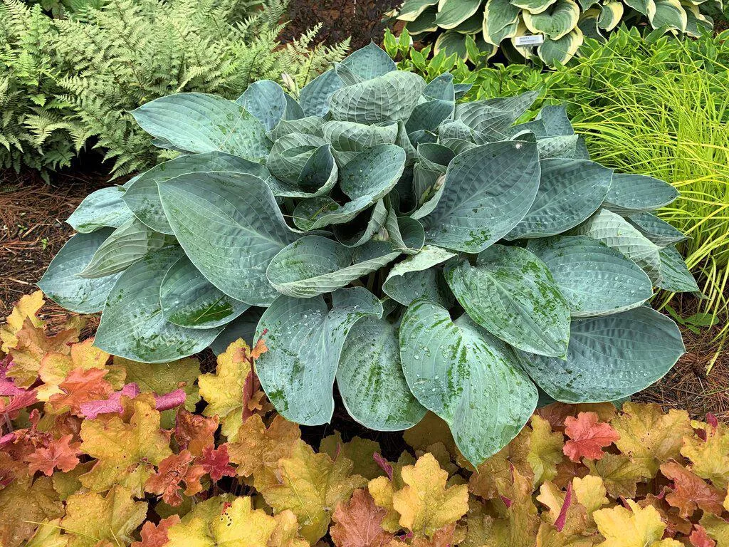 Shadowland Above the Clouds Hosta