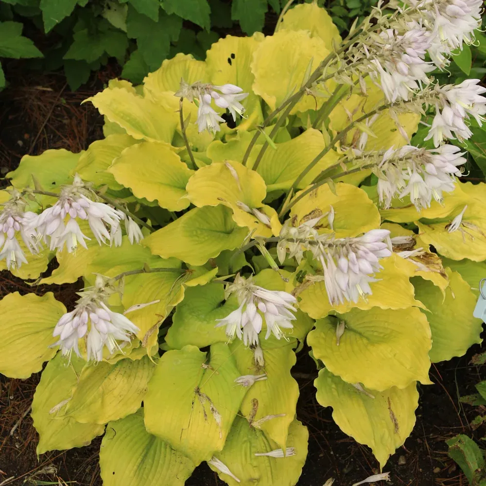 Shadowland Echo The Sun Hosta